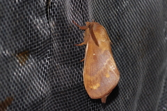 Dendrolimus okinawanus