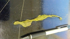 Rhizoclonium tortuosum