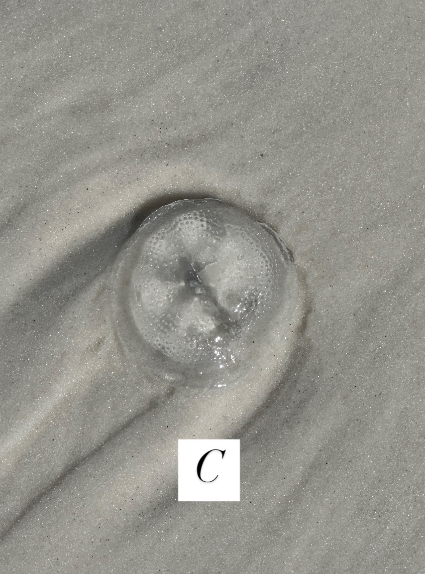 Rhacostoma atlanticum L.Agassiz, 1851