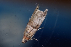 Acrobasis rubrizonella