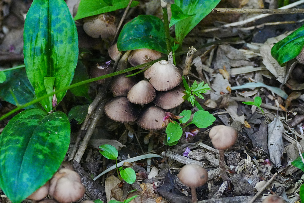 Psathyrella bipellis · April 2025 · photo: © tbc_watanabe (iNaturalist, cc-by)