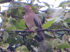 Streptopelia bitorquata