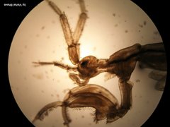 Paracaprella pusilla