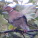 תור ג'אווה - Photo (c) seasav,  זכויות יוצרים חלקיות (CC BY-NC-ND), הועלה על ידי seasav