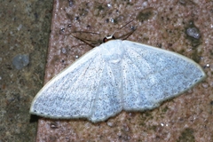 Scopula coniaria