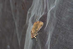 Ercheia dubia