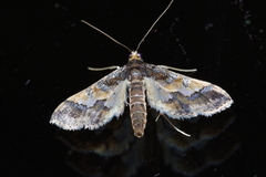Hydriris ornatalis