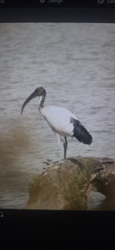 Ibis sacré, jeune