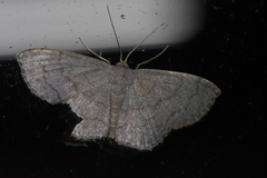 Scopula plumbearia