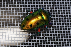 Calliphara excellens