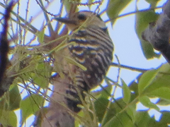 Dendrocopos analis