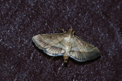 Cnaphalocrocis pilosa