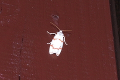 Cyana unipunctata