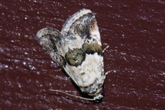 Maliattha signifera