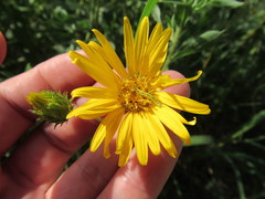 Heterotheca camporum