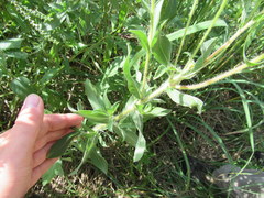 Heterotheca camporum