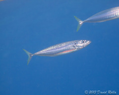 Decapterus macarellus
