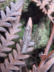 Philobota stella