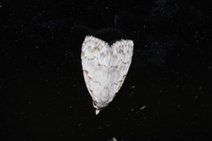 Nola thyrophora
