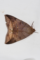 Thyas juno