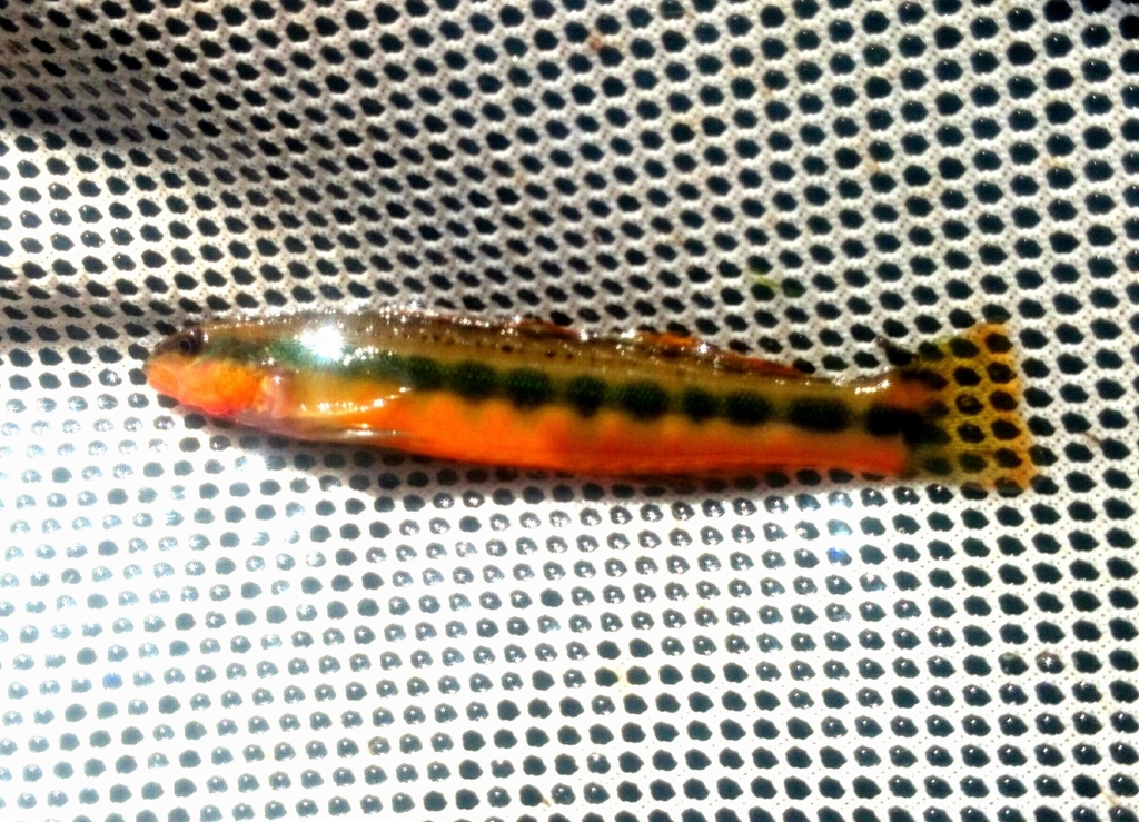 Tangerine Darter in September 2014 by kirk gardner. Location is not 100