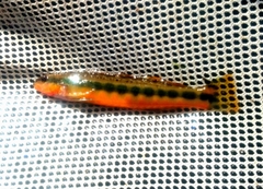 Percina aurantiaca
