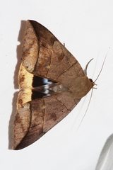 Thyas juno