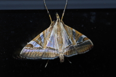 Agrioglypta itysalis