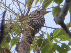 Dendrocopos analis