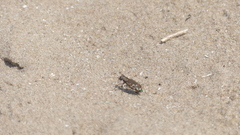 Cicindela repanda repanda