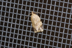 Neocalyptis affinisana