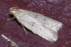 Autostichidae