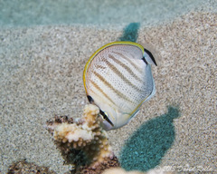 Chaetodon multicinctus