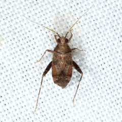 Phytocoris breviusculus