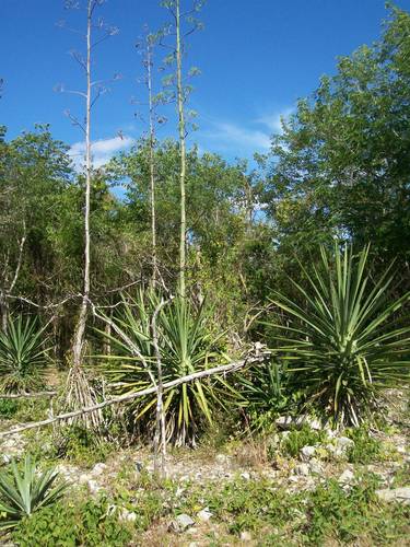 Image of Agave fourcroydes by (c) Martín Sánchez Vilchis, some rights reserved (CC BY-SA)