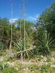 Agave fourcroydes