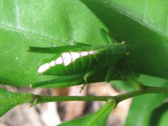 Caedicia pictipes
