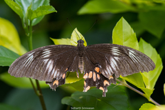 Papilio polytes romulus