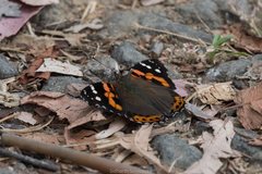 Vanessa indica pholoe