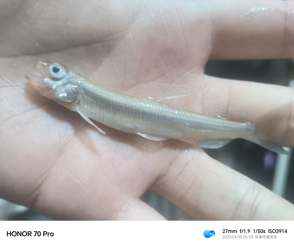 Vijver-spiering (Hypomesus olidus) — Osmeridae