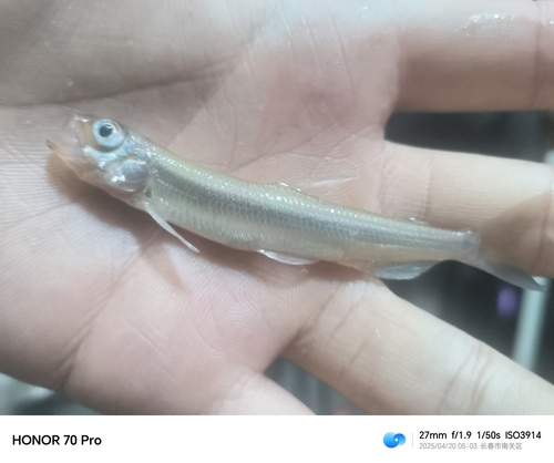 cigarfish (Hypomesus olidus) — Osmeridae