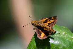 Oriens goloides