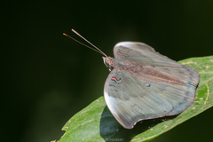 Dophla evelina