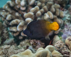 Pervagor aspricaudus