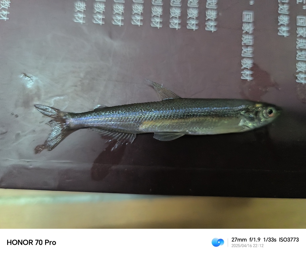Pond Smelt