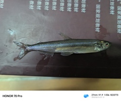 Pond Smelt photo 1