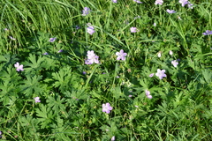 Geranium collinum