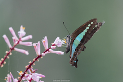 Graphium teredon
