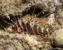 Pterois sphex