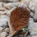 Wild Durian - Photo (c) Sidharth Srinivasan, some rights reserved (CC BY-NC-ND), uploaded by Sidharth Srinivasan